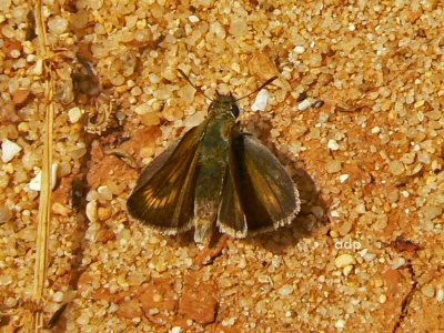 Lulworth Skipper female (Thymelicus acteon) Alan Prowse